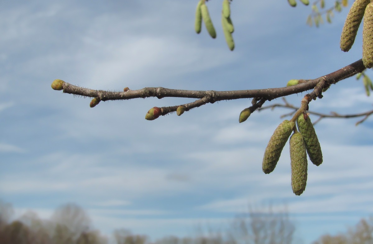 Изображение особи Corylus pontica.