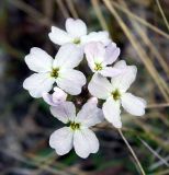 Image of taxon representative. Author is Виктор Солодухин