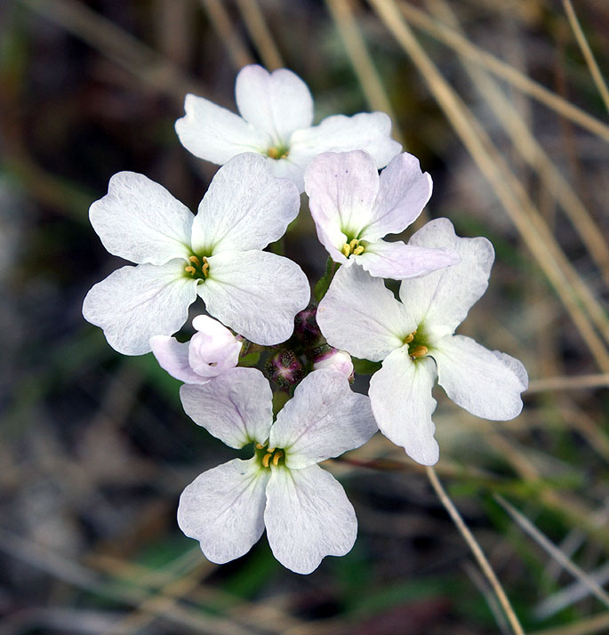 Image of Parrya nudicaulis specimen.