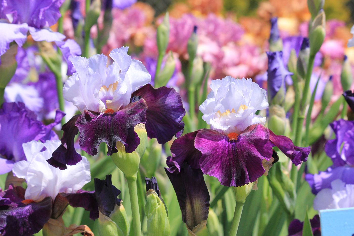 Image of Iris × hybrida specimen.