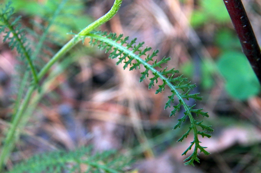 Image of genus Achillea specimen.