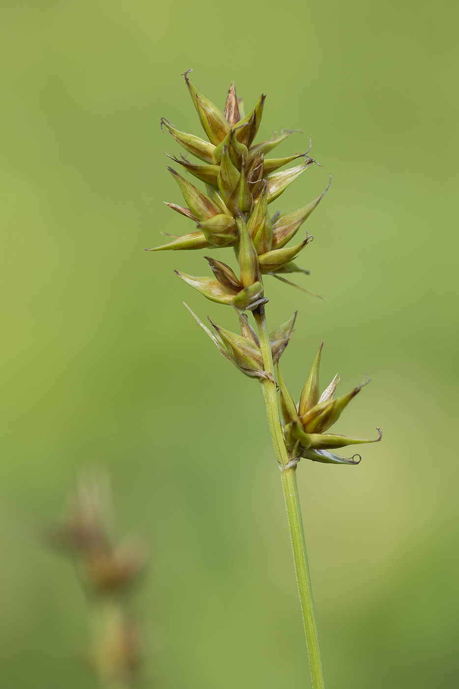 Image of Carex spicata specimen.