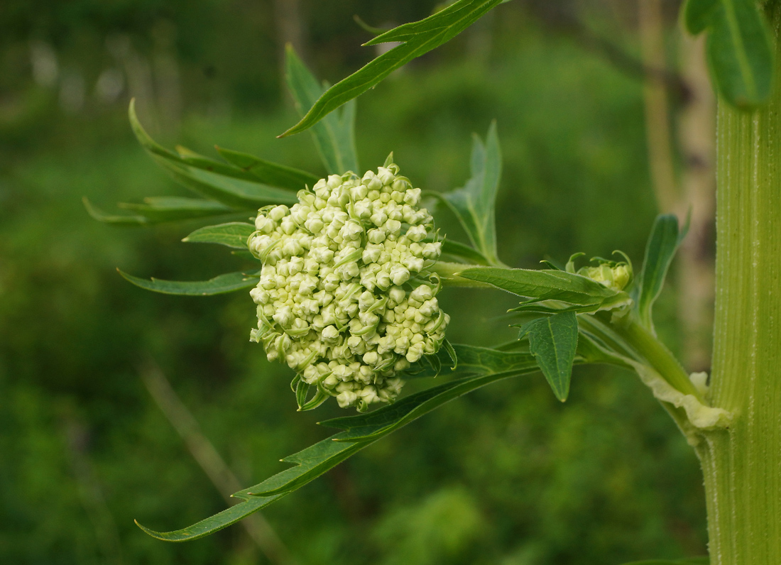 Image of Pleurospermum uralense specimen.