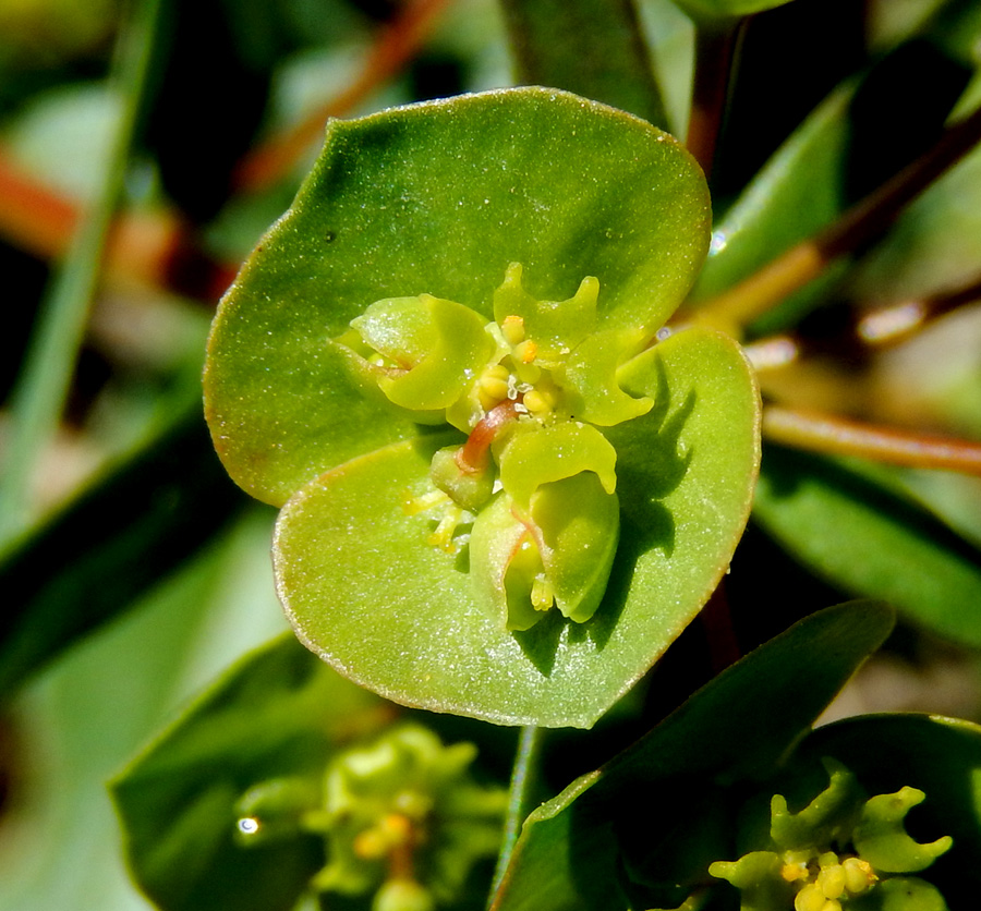 Image of Euphorbia subtilis specimen.