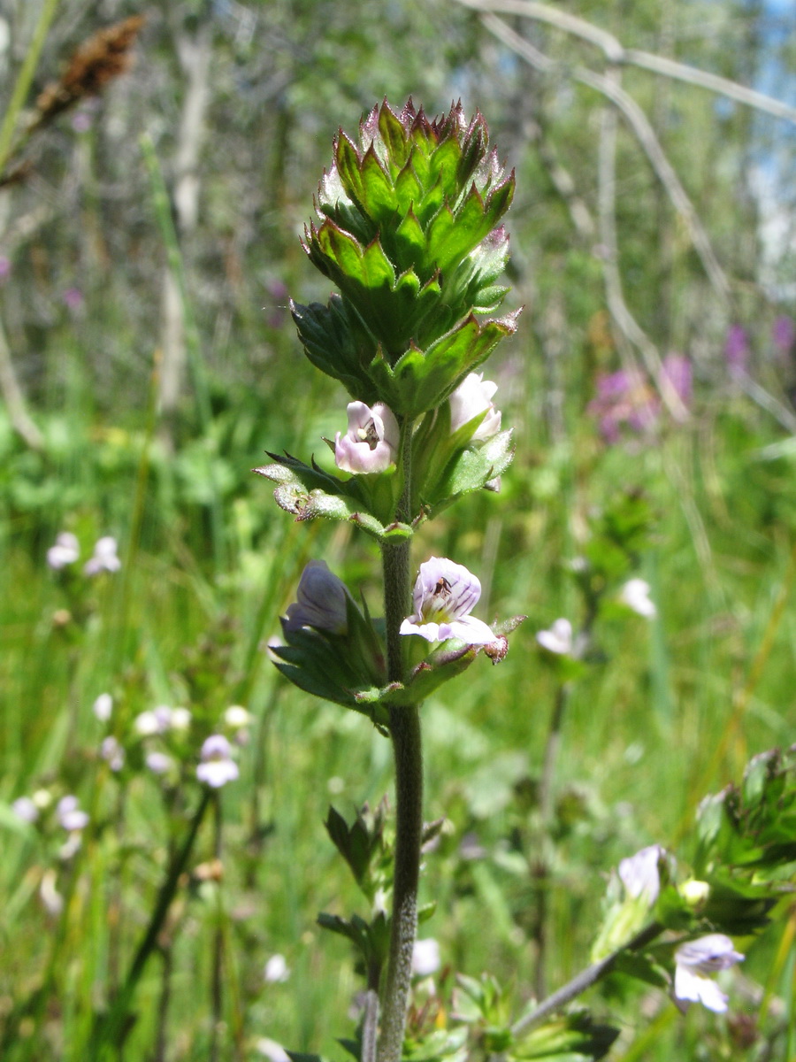 Изображение особи Euphrasia regelii.