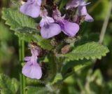 род Teucrium