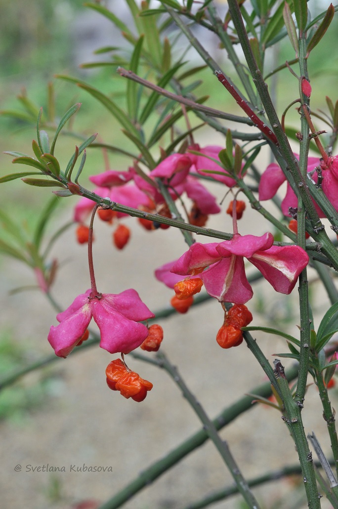 Image of Euonymus nanus specimen.