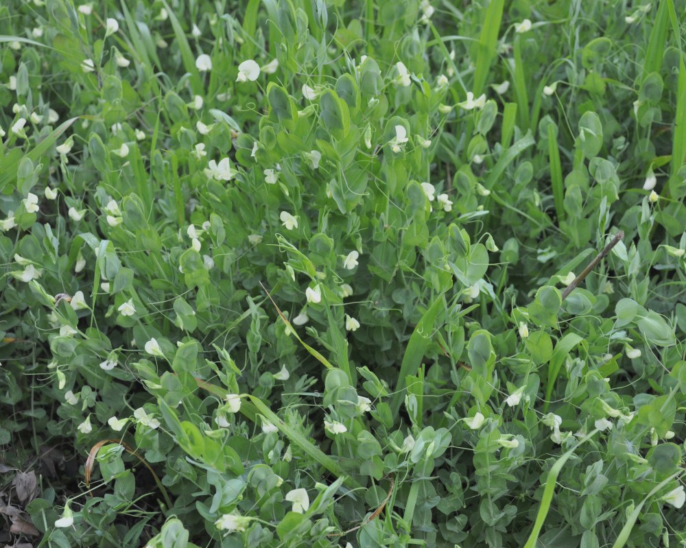 Изображение особи Lathyrus aphaca.