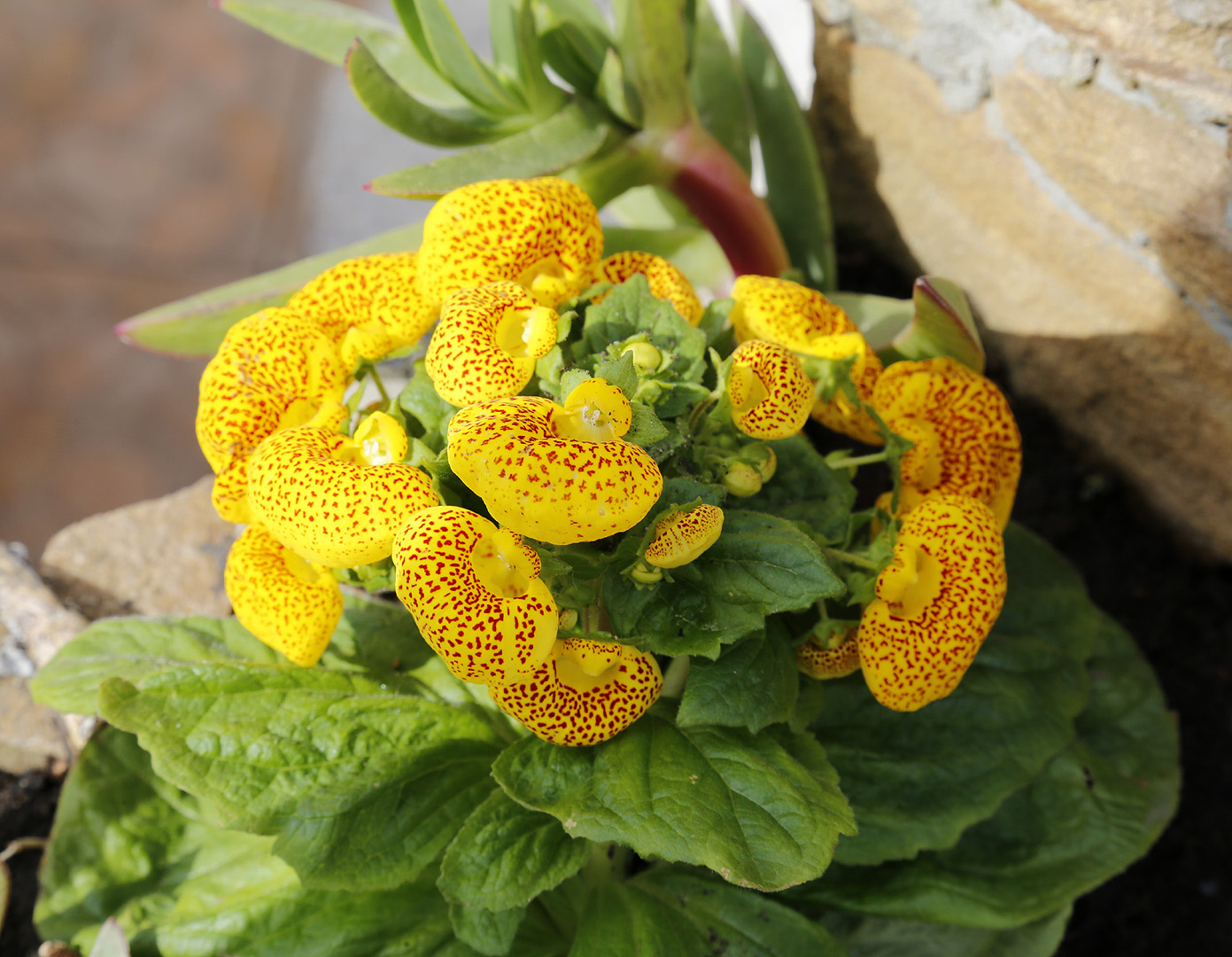 Изображение особи Calceolaria &times; herbeohybrida.