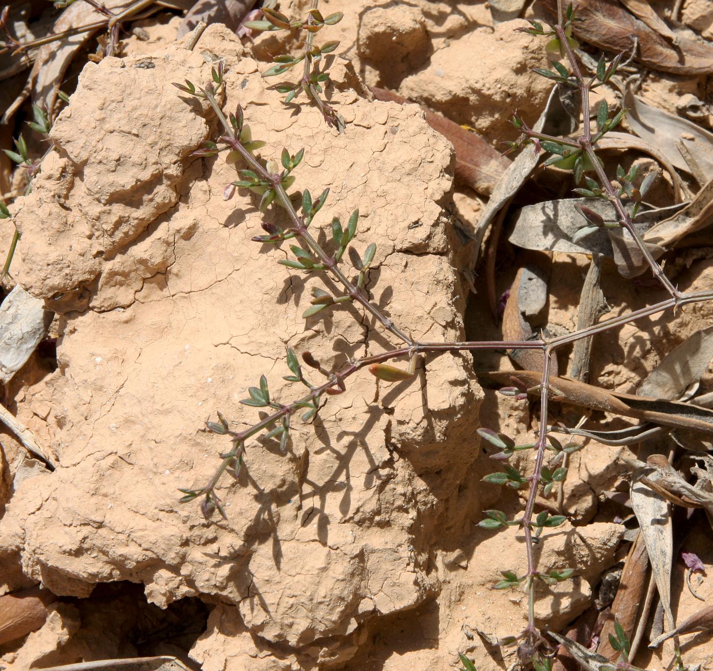 Image of Fagonia cretica specimen.