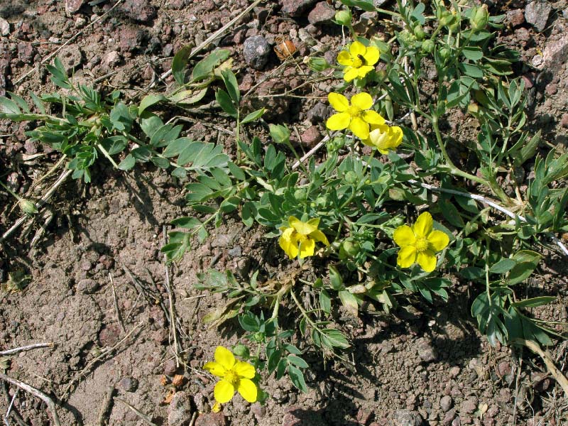 Image of Potentilla orientalis specimen.