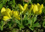 Cytisus decumbens