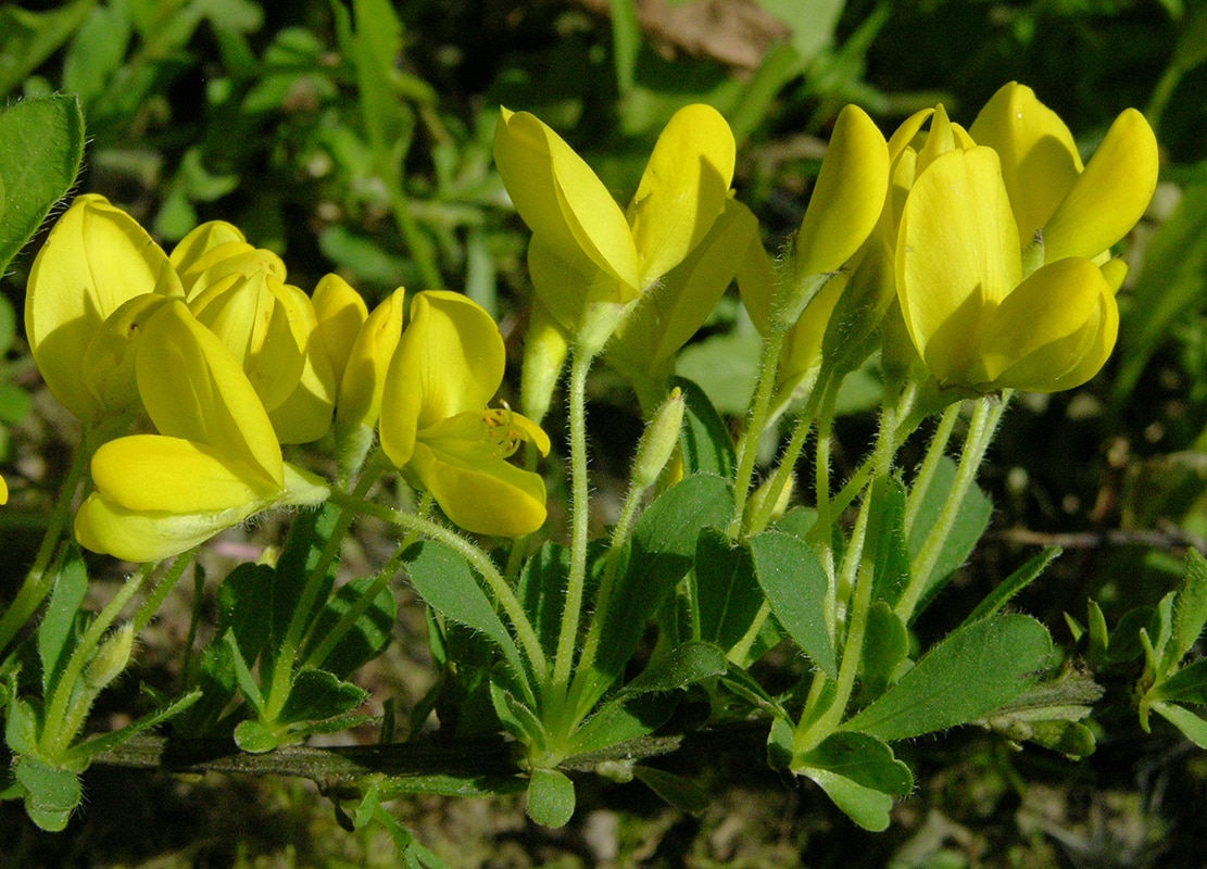 Изображение особи Cytisus decumbens.