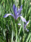 Iris lactea