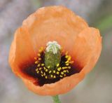 Papaver nigrotinctum