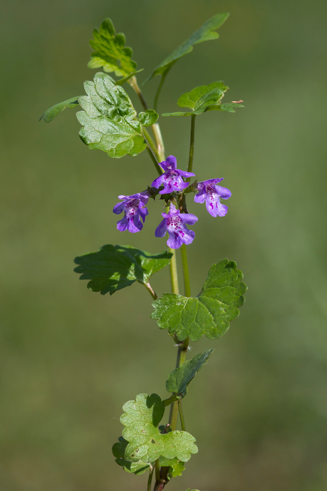 Image of Glechoma hederacea specimen.