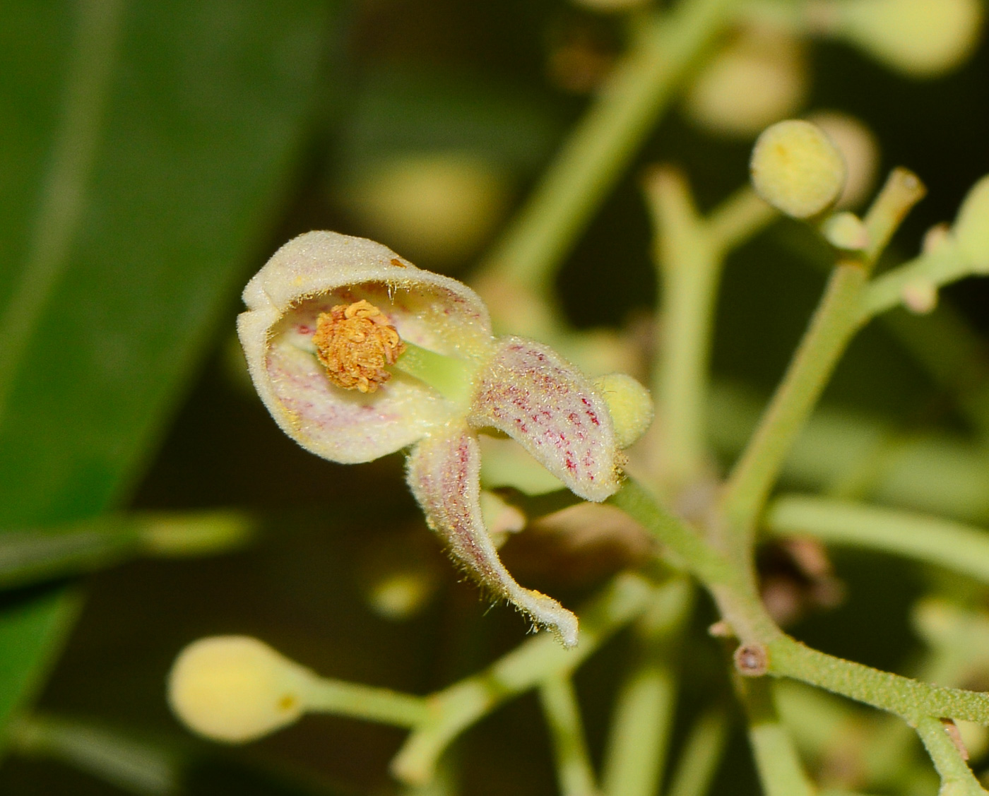 Изображение особи Brachychiton rupestris.