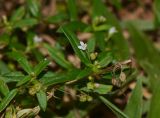 Hedyotis pterita. Верхушка обломанной веточки с бутонами, цветками и плодами. Таиланд, о-в Пхукет, курорт Карон, полоса зелёных насаждений вдоль пляжа. 18.01.2017.