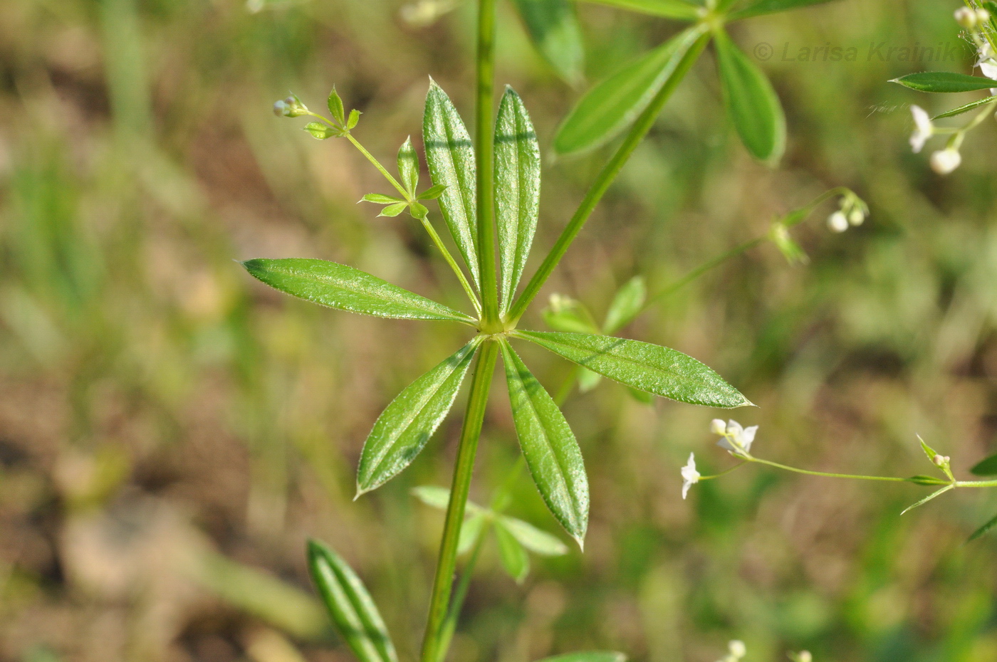 Изображение особи Galium davuricum.