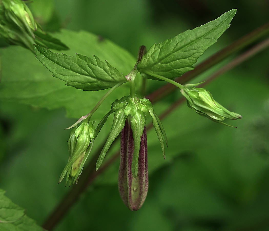 Image of Campanula takesimana specimen.