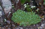 Saxifraga ascoldica. Цветущие растения. Приморский край, Ольгинский р-н, окр. с. Пермское, долина р. Аввакумовка на левом берегу, скала Чёртов Утёс, сухие скалы. 04.07.2017.
