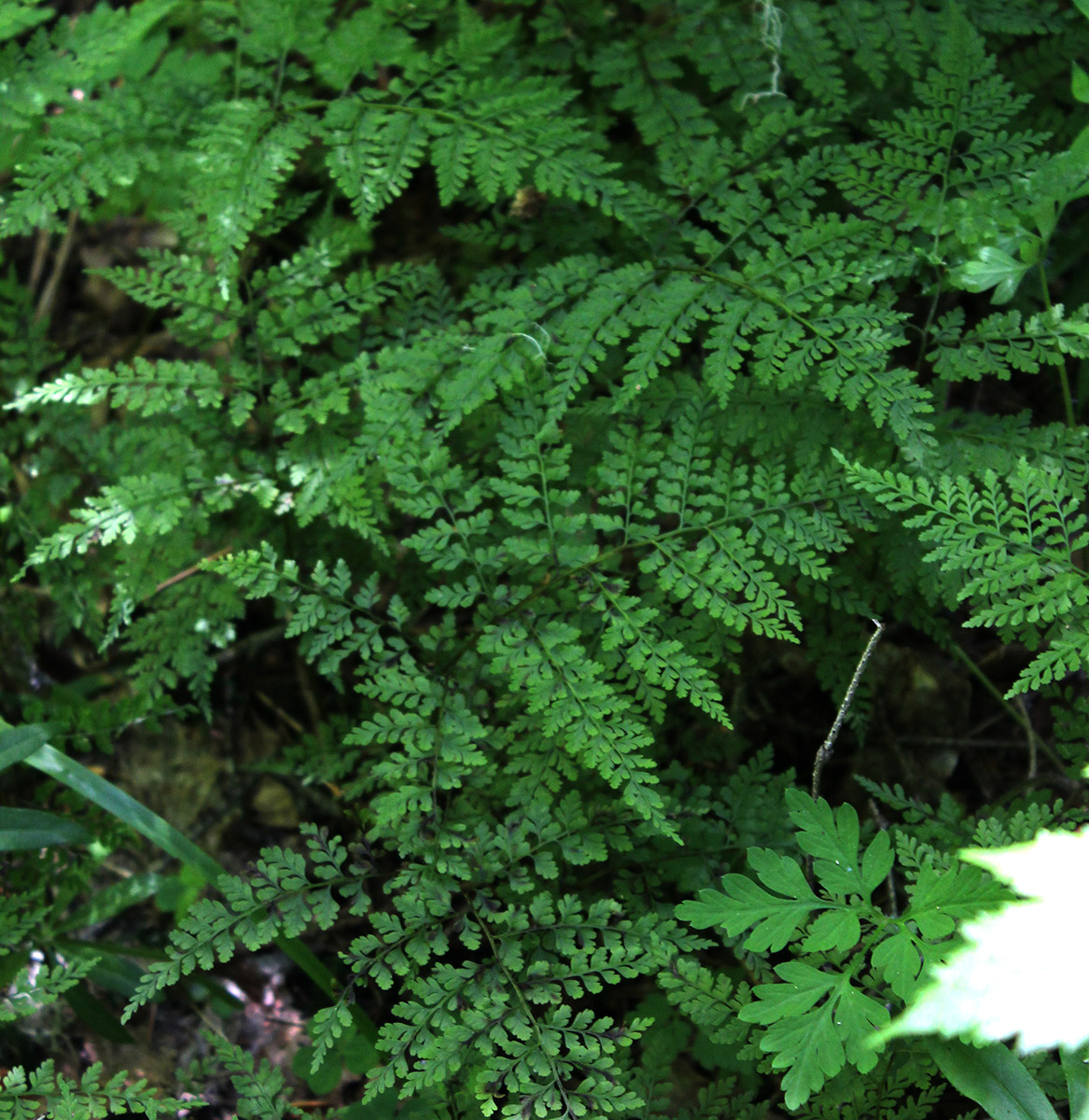 Image of Rhizomatopteris sudetica specimen.