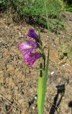 Gladiolus imbricatus