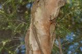 Image of taxon representative. Author is Татьяна Мальчинская
