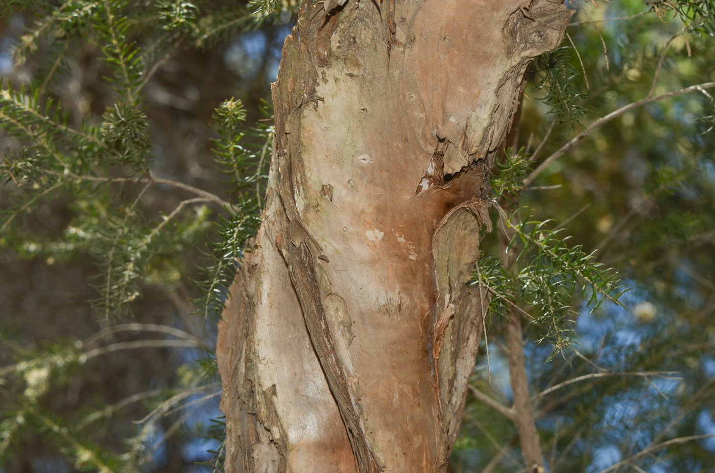 Image of Melaleuca halmaturorum specimen.