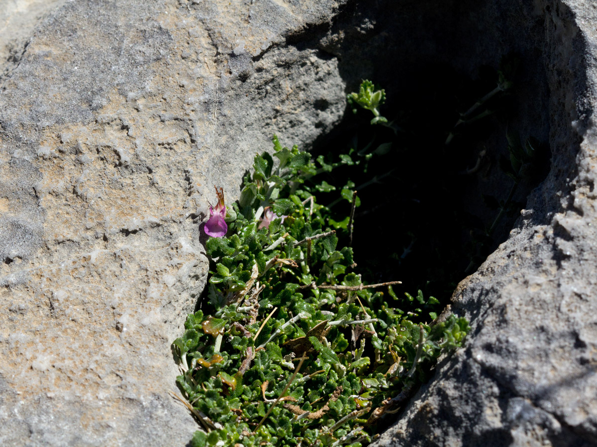 Изображение особи Teucrium microphyllum.