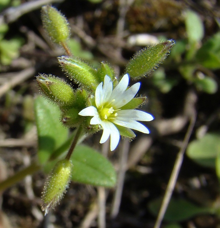 Изображение особи Cerastium glutinosum.