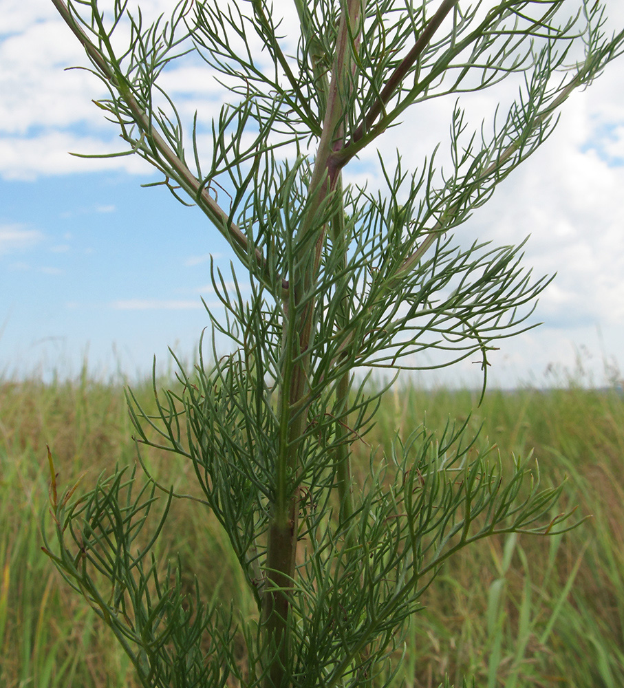 Изображение особи Tripleurospermum inodorum.