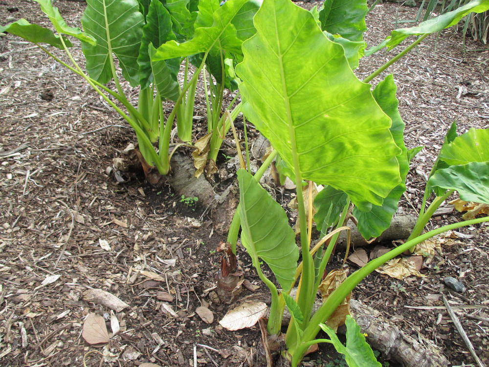 Изображение особи род Alocasia.