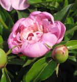 Paeonia lactiflora. Бутон и раскрывающийся цветок (махровый культивар). Восточный Казахстан, Уланский р-н, с. Украинка, дачный участок. 14.06.2005.