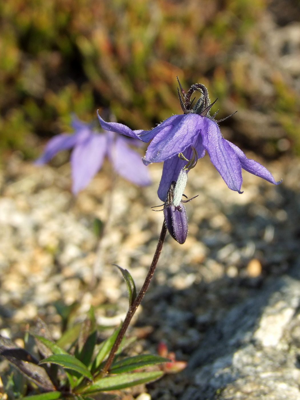 Image of Astrocodon expansus specimen.