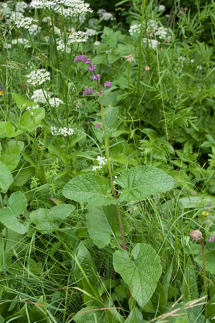 Image of Salvia verticillata specimen.