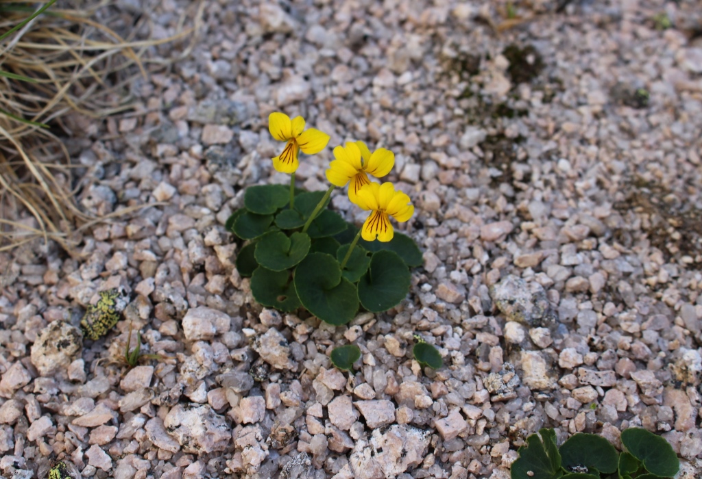 Image of Viola biflora specimen.