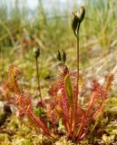 Drosera anglica. Плодоносящее растение на осоково-сфагновом болоте. Магаданская обл., Ольский р-н, окр. оз. Глухое. 31.07.2017.