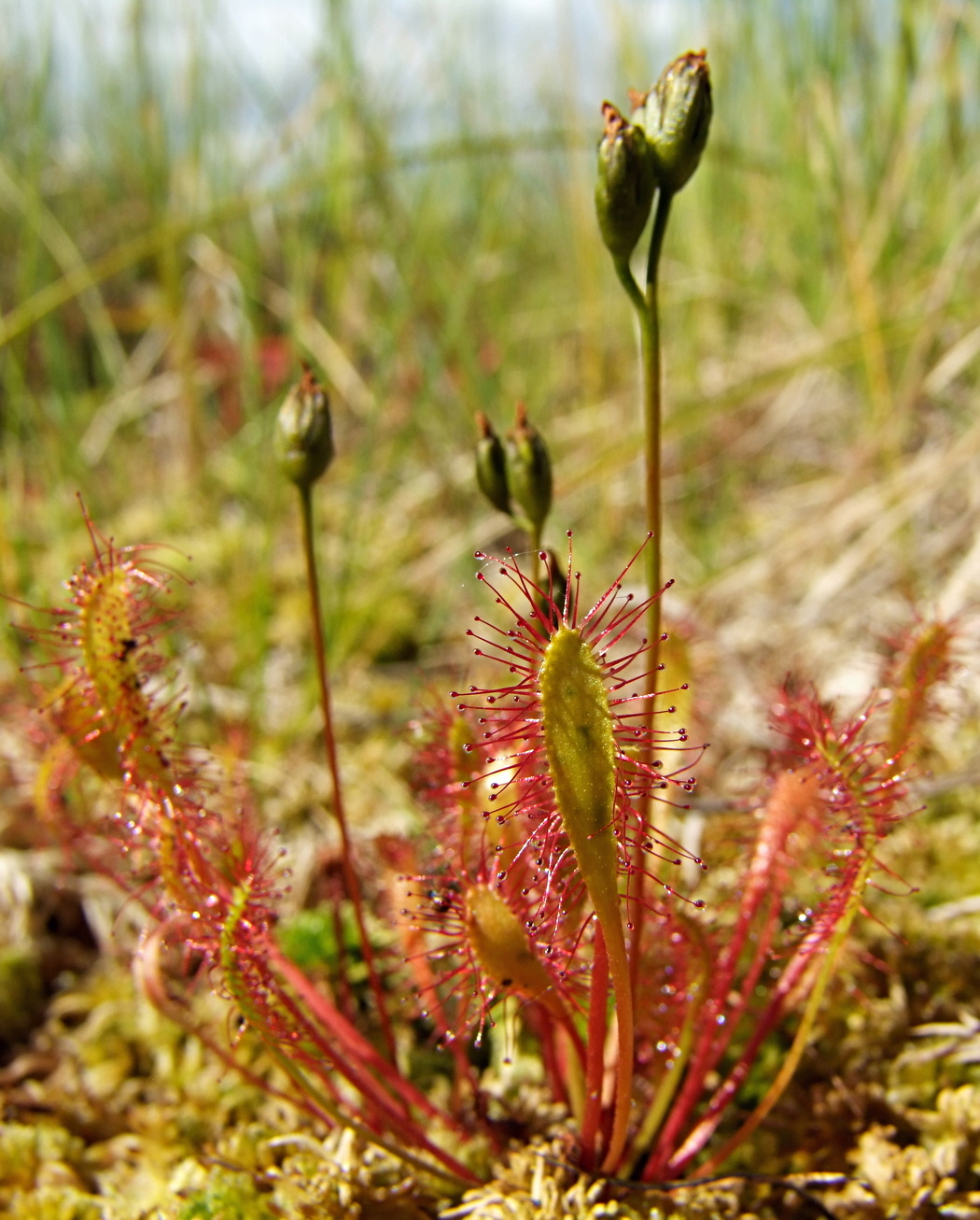 Изображение особи Drosera anglica.