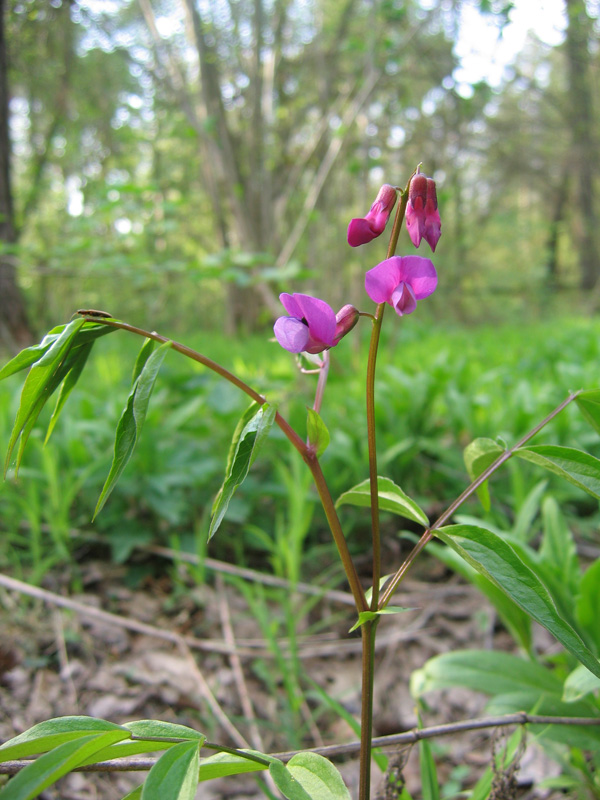 Image of Lathyrus vernus specimen.