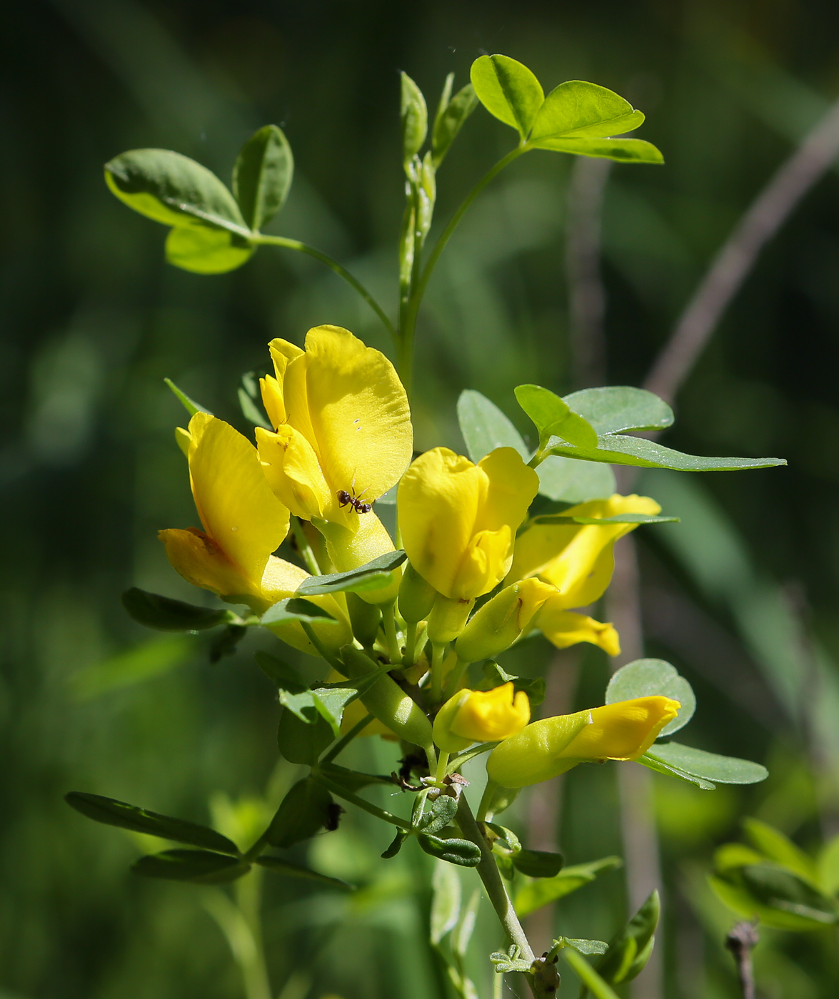 Изображение особи Chamaecytisus ruthenicus.