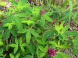 Trifolium medium