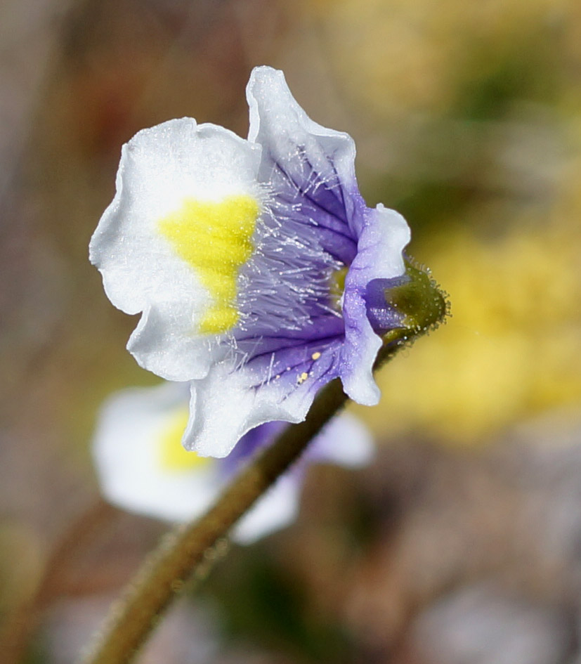 Изображение особи Pinguicula spathulata.