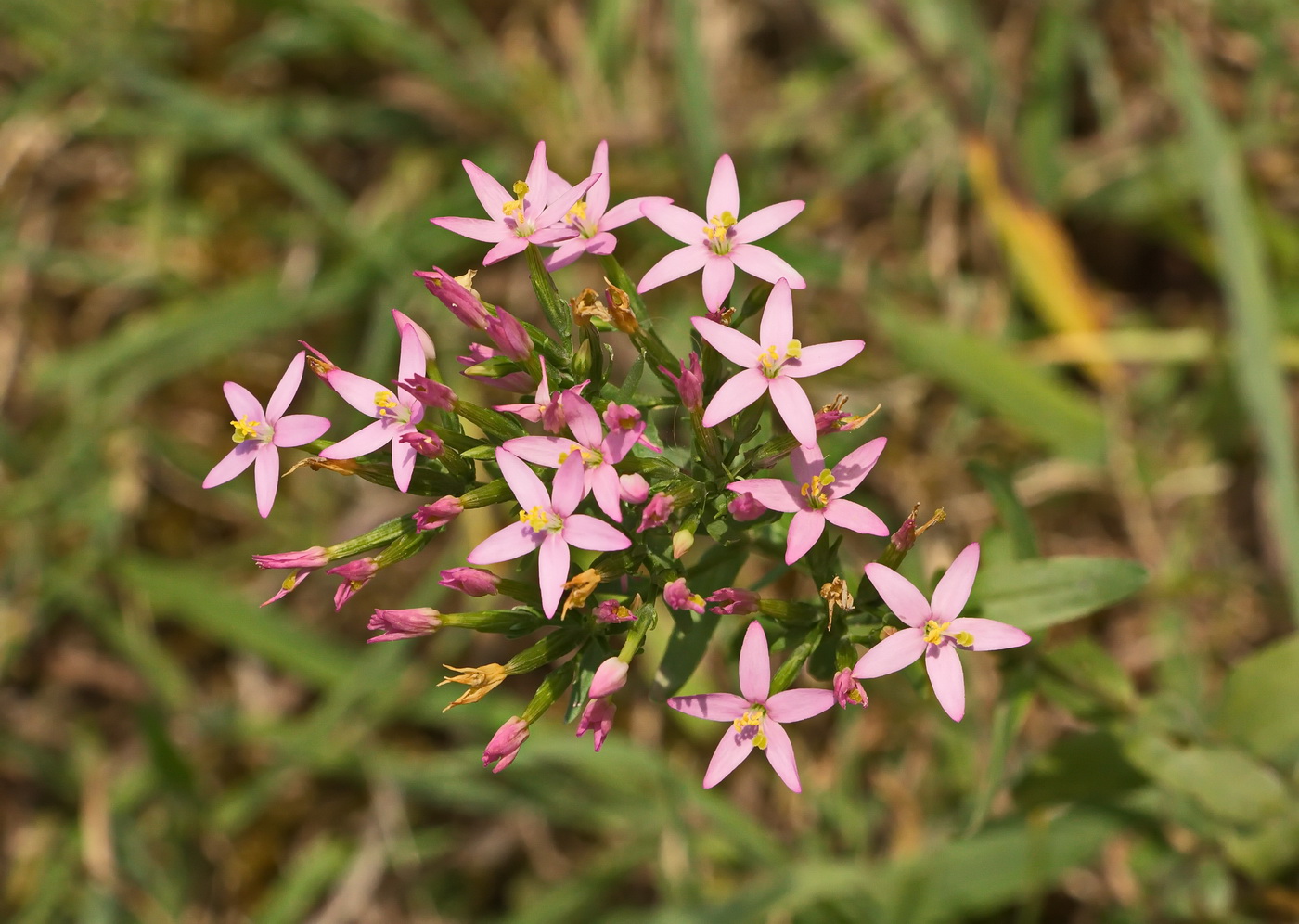 Image of Centaurium erythraea ssp. turcicum specimen.