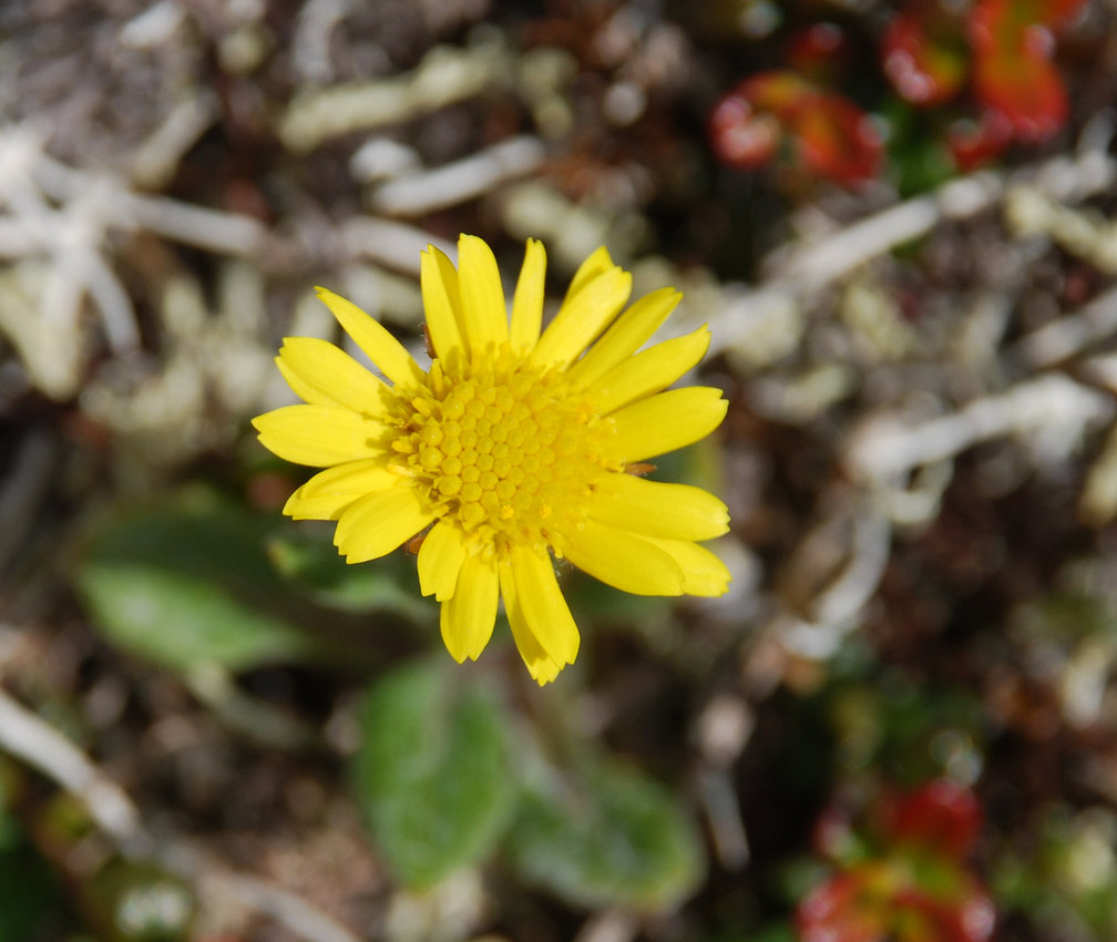 Image of Tephroseris frigida specimen.