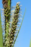 Carex aquatilis
