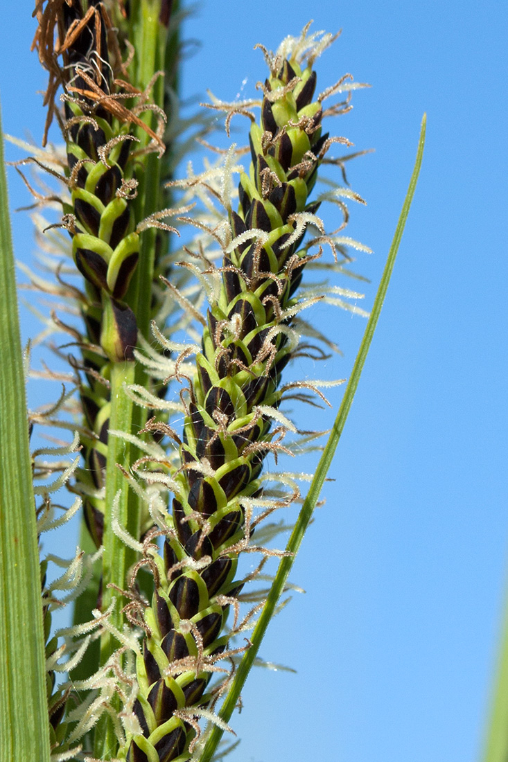 Image of Carex aquatilis specimen.