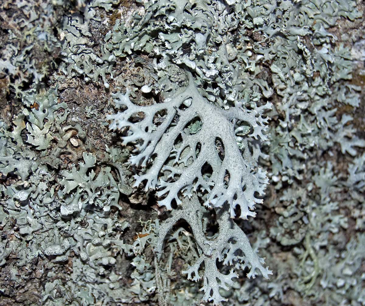 Image of Pseudevernia furfuracea specimen.