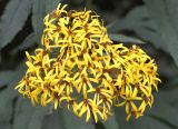 Senecio cannabifolius. Соцветие. Камчатка, Усть-Камчатский р-н, подножье сопки севернее пос. Ключи. 25.08.2016.