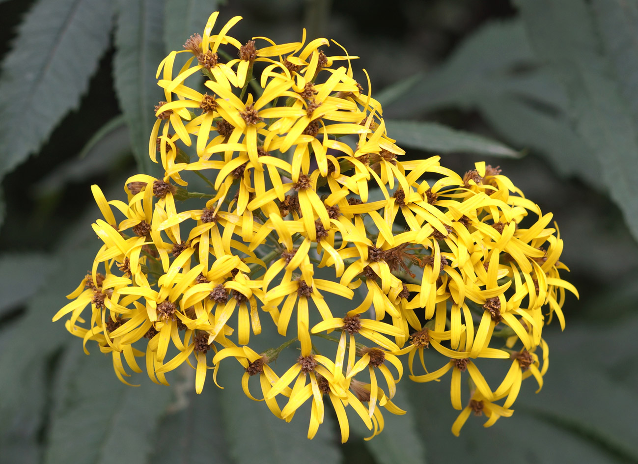 Image of Senecio cannabifolius specimen.